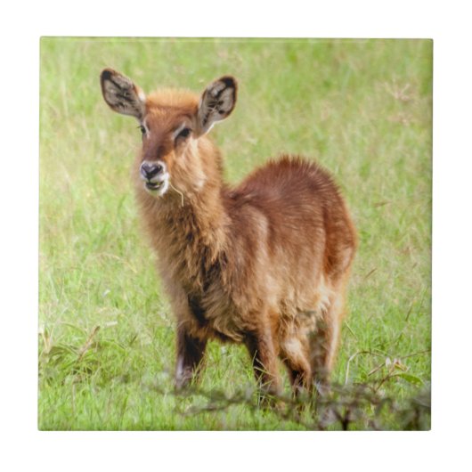 Gettyのイメージ|若いブラウンのカモシカWaterbuck タイル (正面)