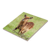 Gettyのイメージ|若いブラウンのカモシカWaterbuck タイル (側面)
