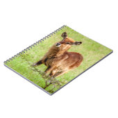 Gettyのイメージ|若いブラウンのカモシカWaterbuck ノートブック (左側)
