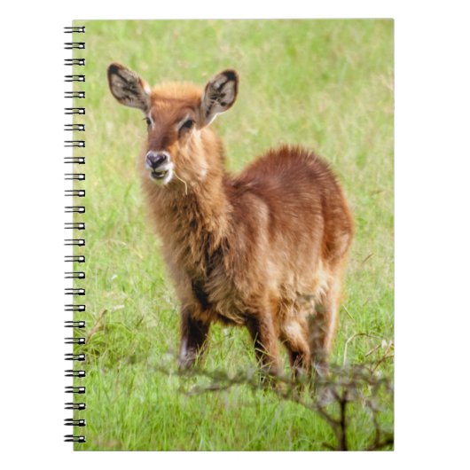 Gettyのイメージ|若いブラウンのカモシカWaterbuck ノートブック (正面)
