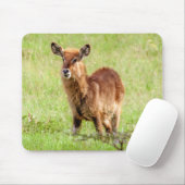 Gettyのイメージ|若いブラウンのカモシカWaterbuck マウスパッド (マウス)