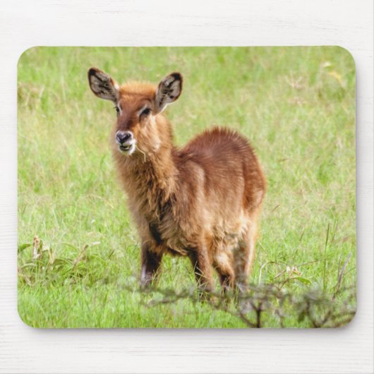 Gettyのイメージ|若いブラウンのカモシカWaterbuck マウスパッド (正面)