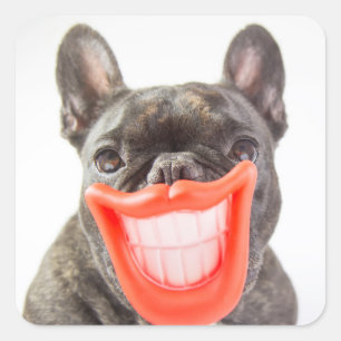 Gettyのイメージ Aの微笑犬 スクエアシール