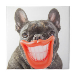Gettyのイメージ Aの微笑犬 タイル