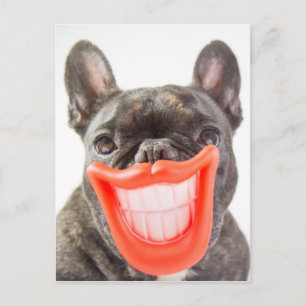 Gettyのイメージ  Aの微笑犬 ポストカード
