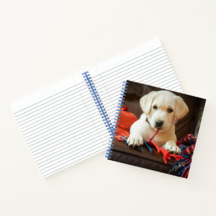 Gettyイメージ 子犬がソファに座る ノートブック