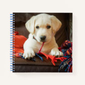 Gettyイメージ |子犬がソファに座る ノートブック (正面)