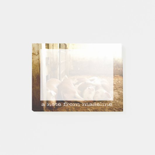 Gettyイメージ|豚の群れ ポストイット (正面)