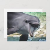 Getty Images | イルカ ポストカード (正面/裏面)