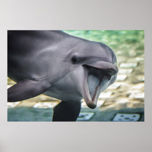 Getty Images   Dolphin ポスター