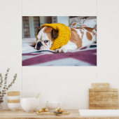 Getty Images | English Bulldog ポスター (キッチン)