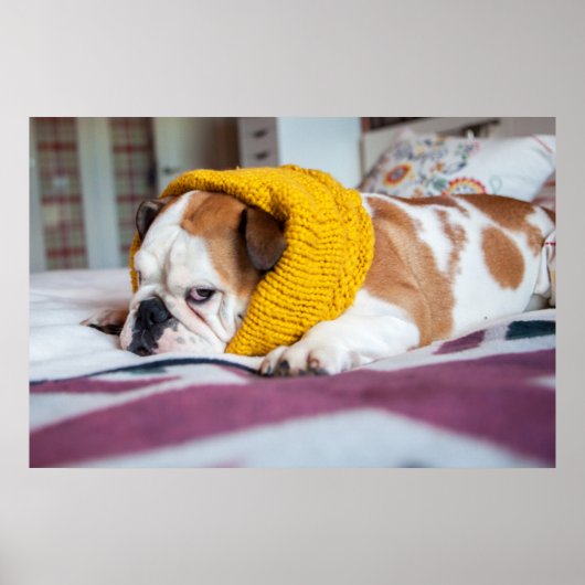 Getty Images | English Bulldog ポスター (正面)