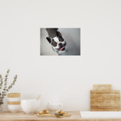 Getty Images | French Bulldog ポスター (キッチン)