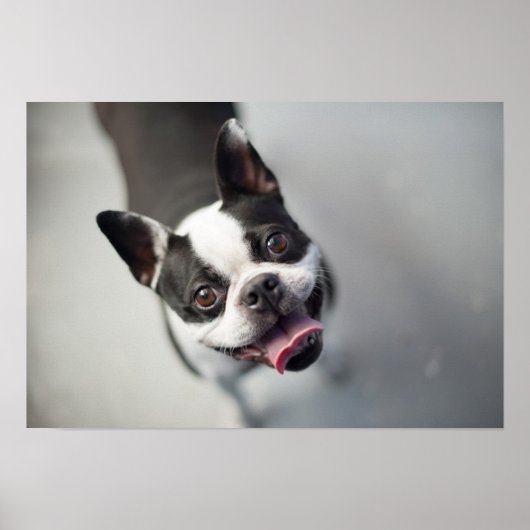 Getty Images | French Bulldog ポスター (正面)