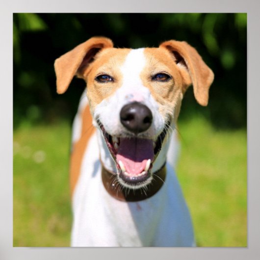 Getty Images | Laughing Dog ポスター (正面)