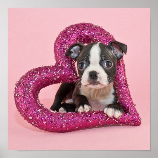 Getty Images | Puppy Love ポスター (正面)