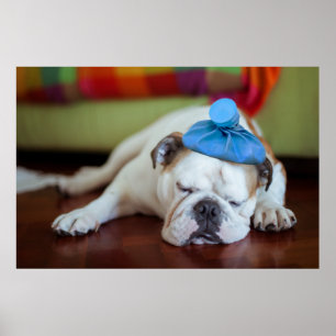 Getty Images   Sick Young Puppy ポスター