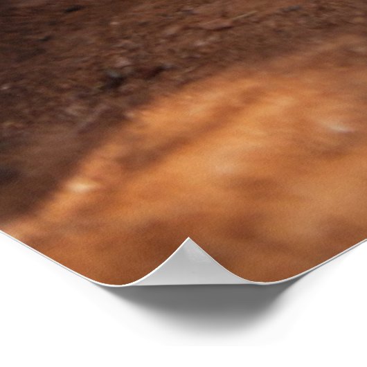 Getty Images | Sleeping Lion Cub ポスター (角)