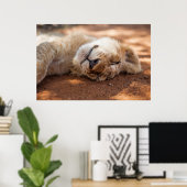 Getty Images | Sleeping Lion Cub ポスター (ホームオフィス)