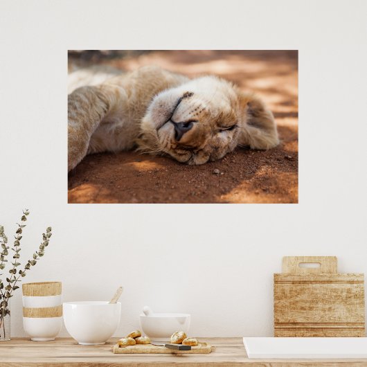 Getty Images | Sleeping Lion Cub ポスター (キッチン)
