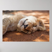 Getty Images | Sleeping Lion Cub ポスター (正面)