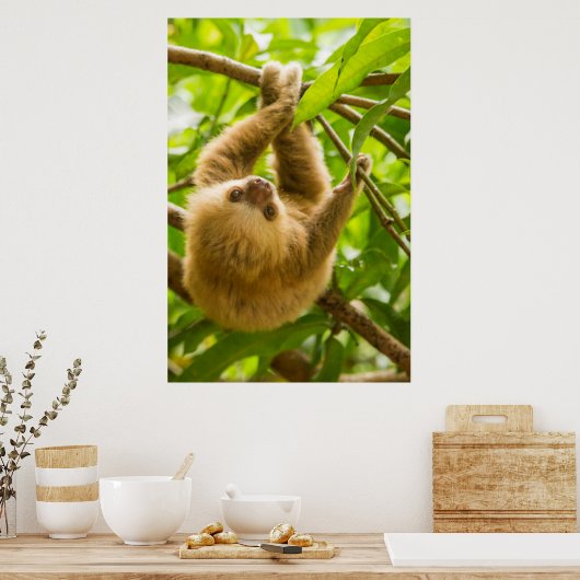 Getty Images | Upside Down Sloth ポスター (キッチン)