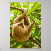 Getty Images | Upside Down Sloth ポスター (正面)