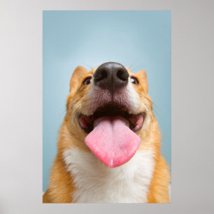 Getty Images Very Happy Corgi ポスター