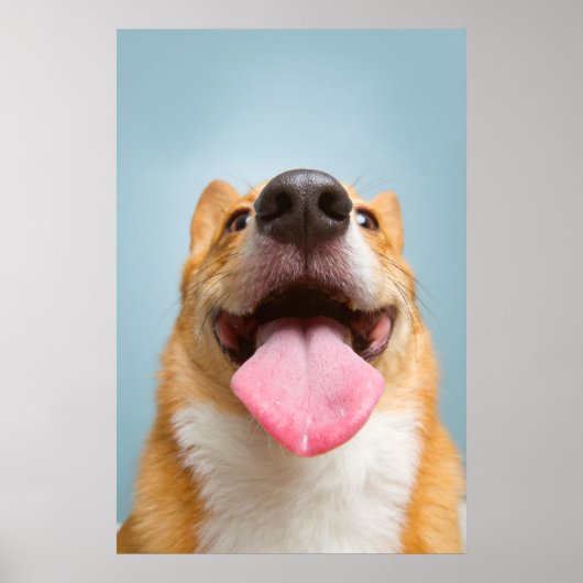 Getty Images | Very Happy Corgi ポスター (正面)