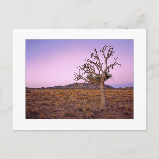 " Ghostry Shape Shifter " ポストカード (正面)