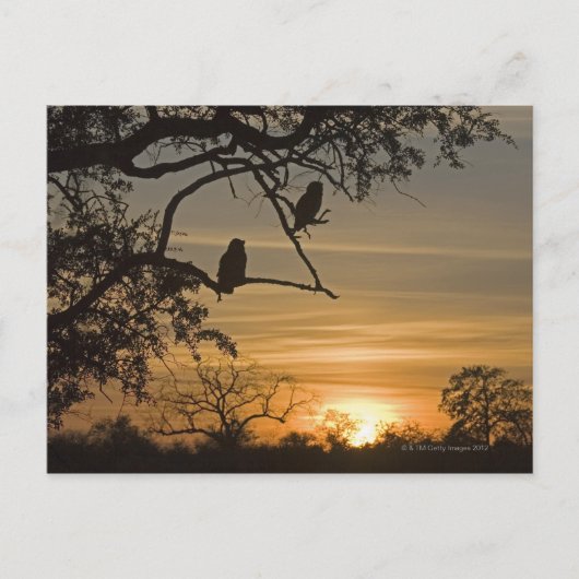 Giant Eagle Owls (Bubo lacteus)がシルエットで ポストカード (正面)