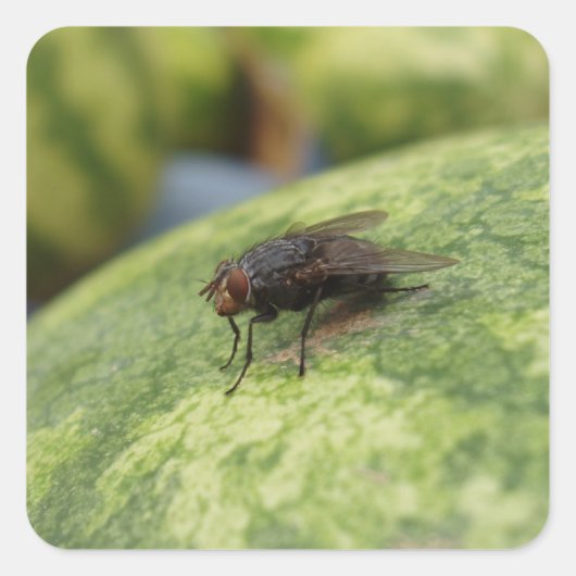 GIANT Flyステッカーセット スクエアシール (正面)