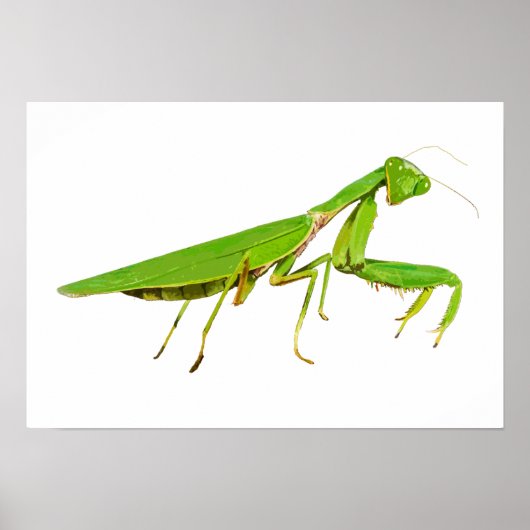 Giant Green Praying Mantis Poster ポスター (正面)