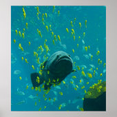 Giant Grouper Epinephelus Lanceolatus ポスター (正面)