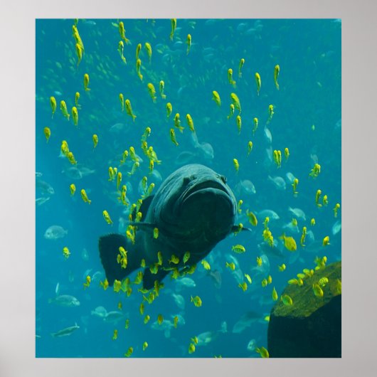 Giant Grouper Epinephelus Lanceolatus ポスター (正面)