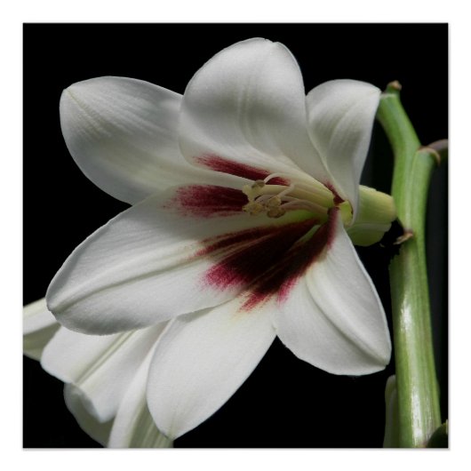 Giant Himalayan Lily Photo Glossy ポスター (正面)