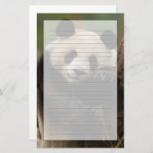 Giant panda Ailuropoda melanoleuca)ファミリー 便箋 (正面/裏面)