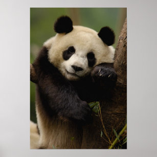 Giant panda Ailuropoda melanoleuca) Family: 4 ポスター