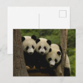 Giant panda babies Ailuropoda melanoleuca) ポストカード (正面/裏面)