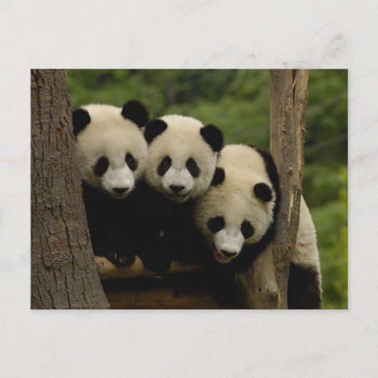 Giant panda babies Ailuropoda melanoleuca) ポストカード (正面)