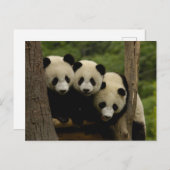 Giant panda babies Ailuropoda melanoleuca) 3 ポストカード (正面/裏面)