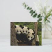 Giant panda babies Ailuropoda melanoleuca) 3 ポストカード (スタンド正面)