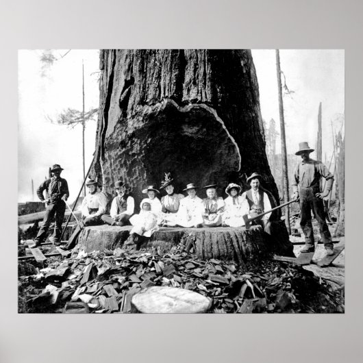 GIANT REDWOOD on SUNDAY c. 1890 ポスター (正面)