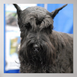 Giant Schnauzer Poster ポスター