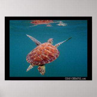 Giant Sea Turtle Poster ポスター