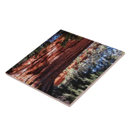 Giant Sequoiaフォトタイル タイル (側面)