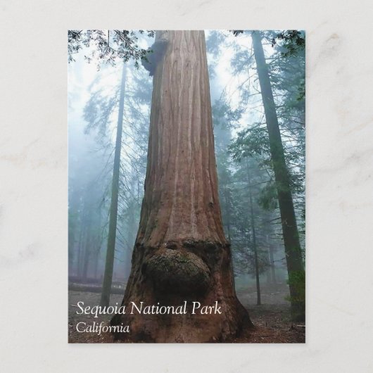 Giant Sequoia Tree in Grant Grove, CAポストカード ポストカード (正面)