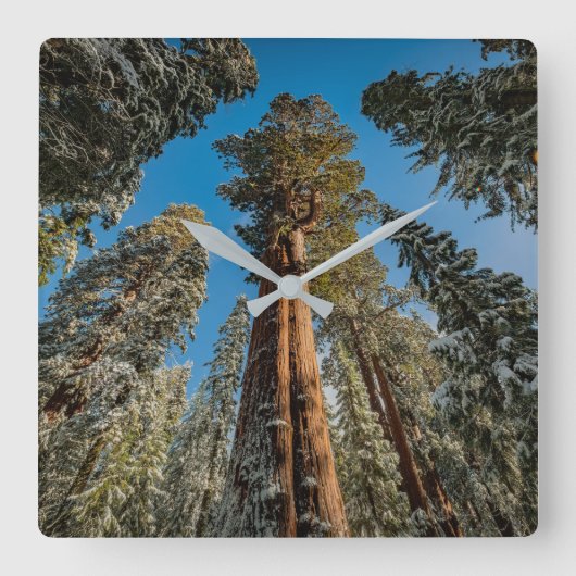 Giant Sequoia Tree in the Snow スクエア壁時計 (正面)
