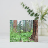 Giant Sequoias in Grant Grove, CAポストカード ポストカード (スタンド正面)