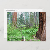 Giant Sequoias in Grant Grove, CAポストカード ポストカード (正面/裏面)